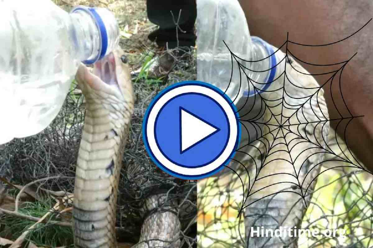 7 दिनों से जाल में फसा यह King Cobra सांप, प्यास से तड़पते देख शख्स ने कैसे बुझाई प्यास ! वीडियो देखे? King Cobra