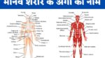 Name of the Human Body Parts in Hindi