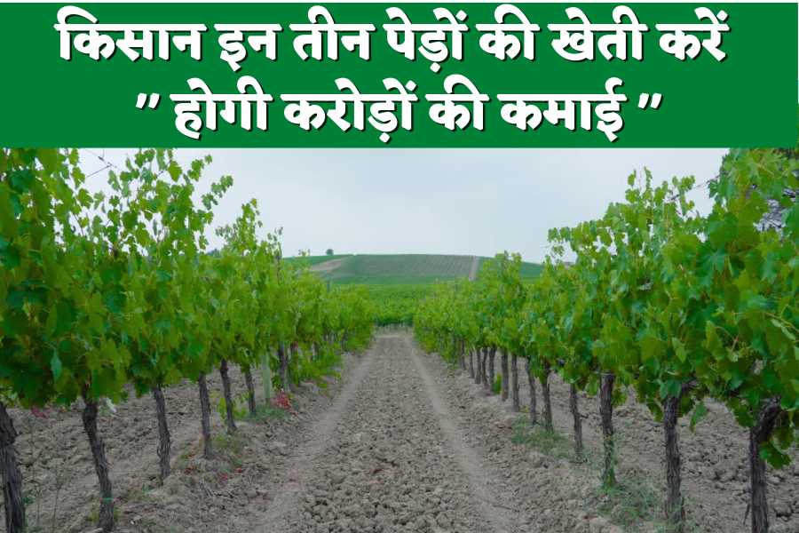 किसानों को बड़ी खबर : इन 3 पेड़ों की खेती करें होगी करोड़ों रुपए की कमाई 2024 Tree Farming Profit